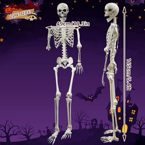 Lodou sturdy plastic skeleton designed for repeated use with screws for stability.