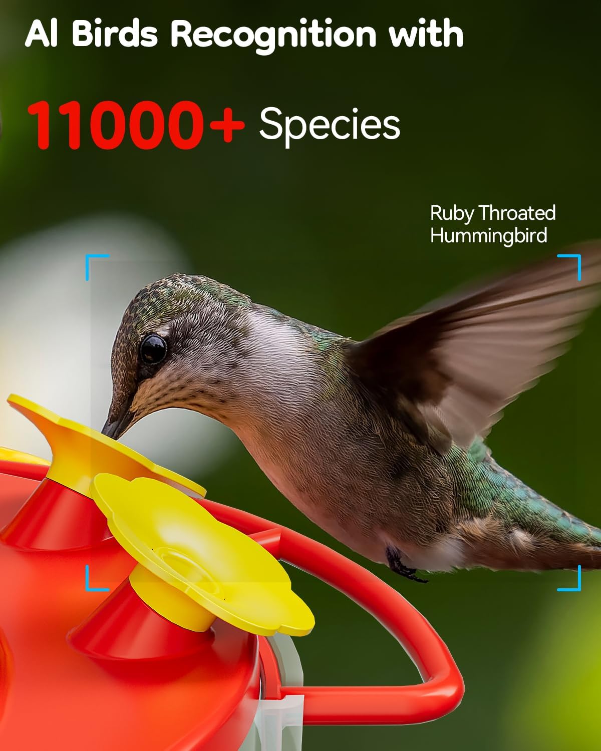 LongPlus hummingbird feeder with ant moat showcases bee-proof design.