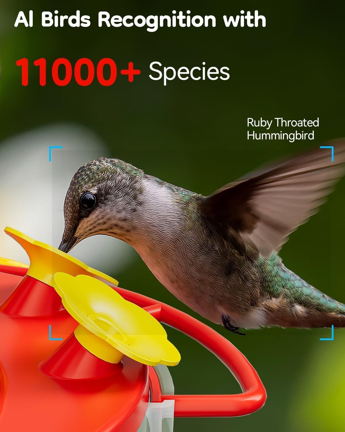 LongPlus feeder is bee-proof, keeping nectar safe.
