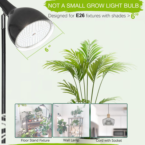  Lonwon sprout-to-flower development fuels robust early growth and blooms