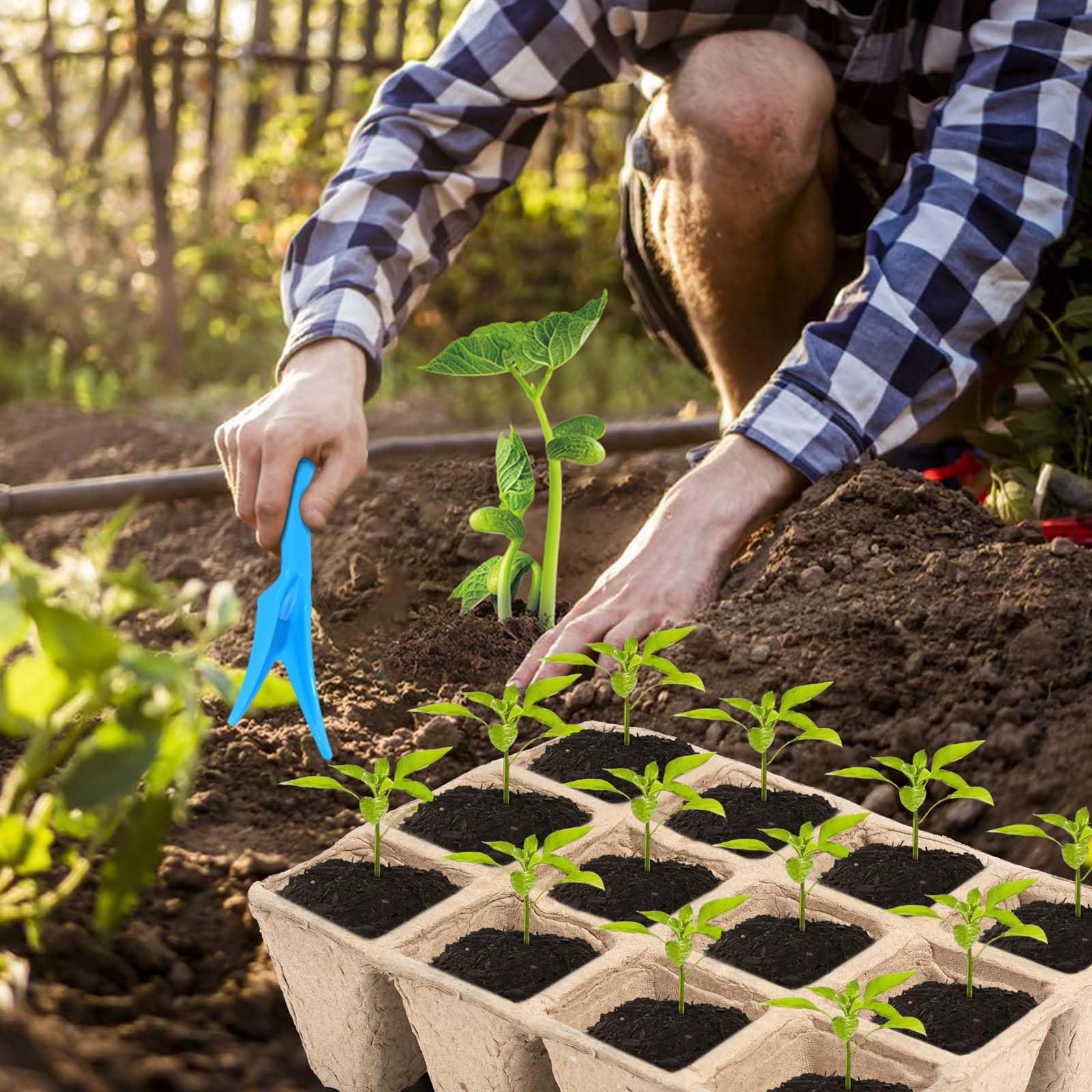 Loongesho tray can be separated into peat pots for transplant.