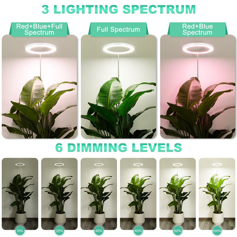 LORDEM smart timer with 4h 8h 12h cycles for daily scheduling