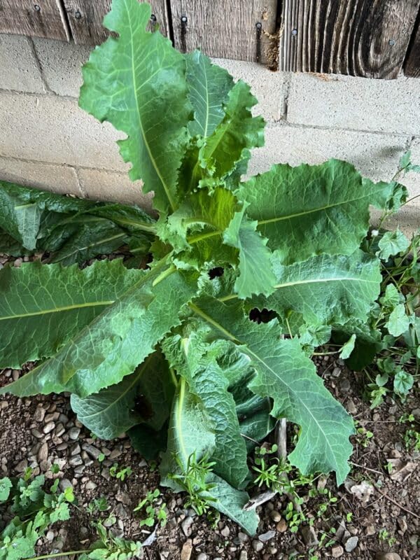 Loseedsoo basal rosette stage illustrating year-one growth toward a taller plant.