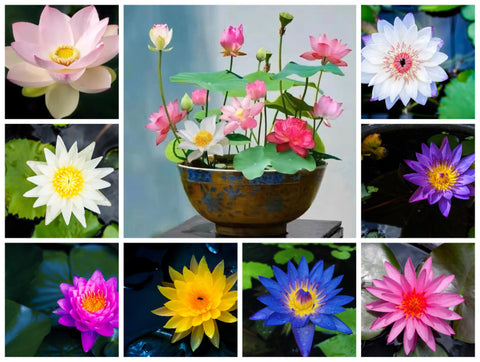 Loseedsoo bowl-lotus-seeds brighten indoor bonsai water features