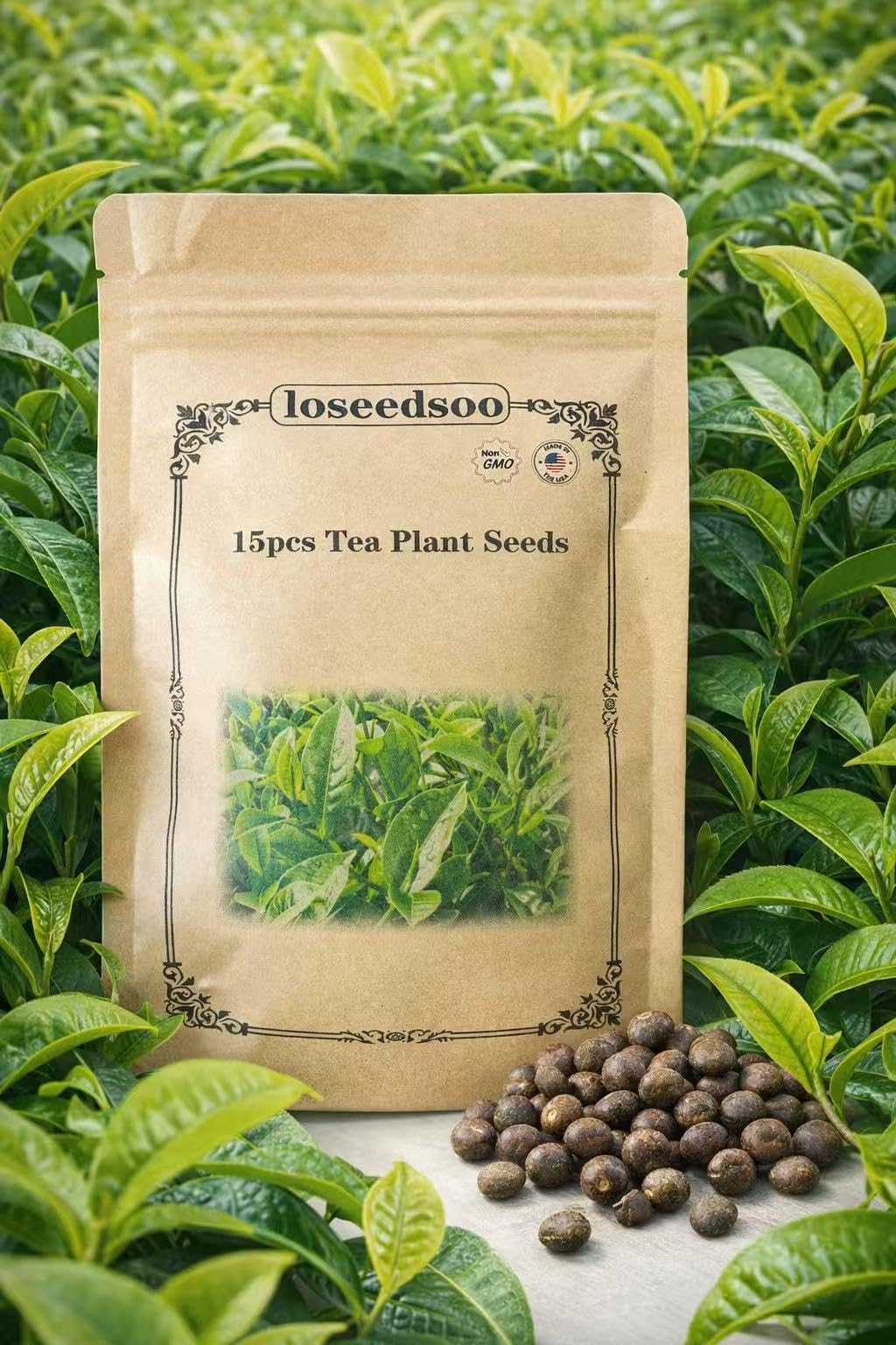 Loseedsoo Camellia sinensis seeds pack for home tea garden