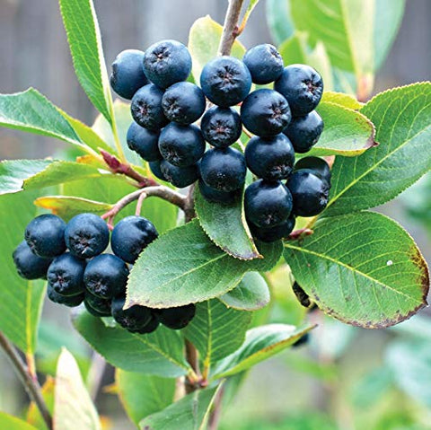 Loseedsoo chokeberry seed close-up showing high germination potential for gardens.