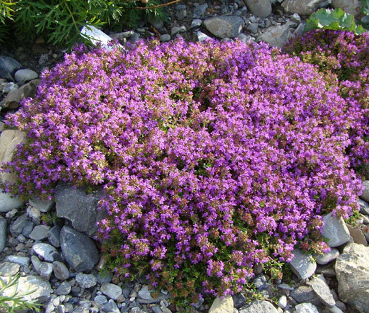 Loseedsoo creeping thyme seeds pack for rapid ground cover and fragrance.