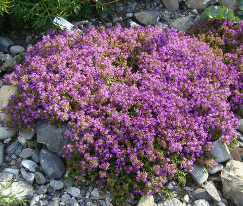 Loseedsoo creeping thyme seeds pack for rapid ground cover and fragrance.