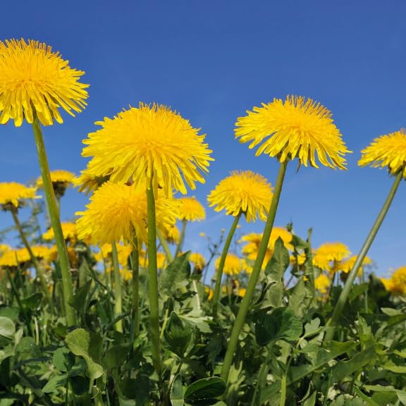Loseedsoo dandelion seeds garden setup for natural lawn and borders.