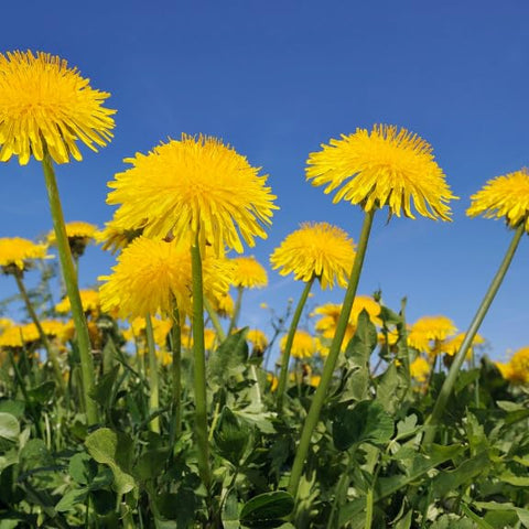 Loseedsoo dandelion seeds garden setup for natural lawn and borders.