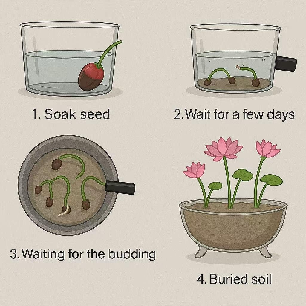 Loseedsoo gift-ready lotus seeds set, perfect for gardeners