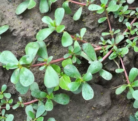 Loseedsoo Green Purslane seeds closeup previewing fresh greens