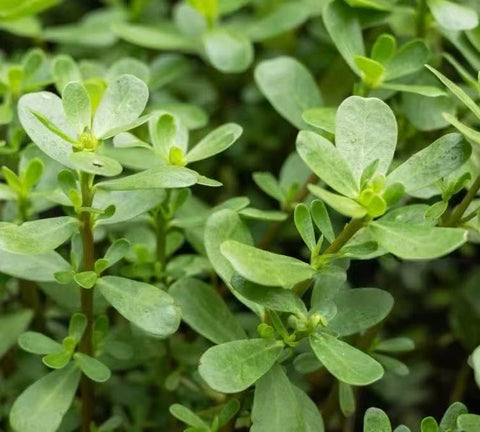 Loseedsoo Green Purslane seeds pack cover for easy home gardening