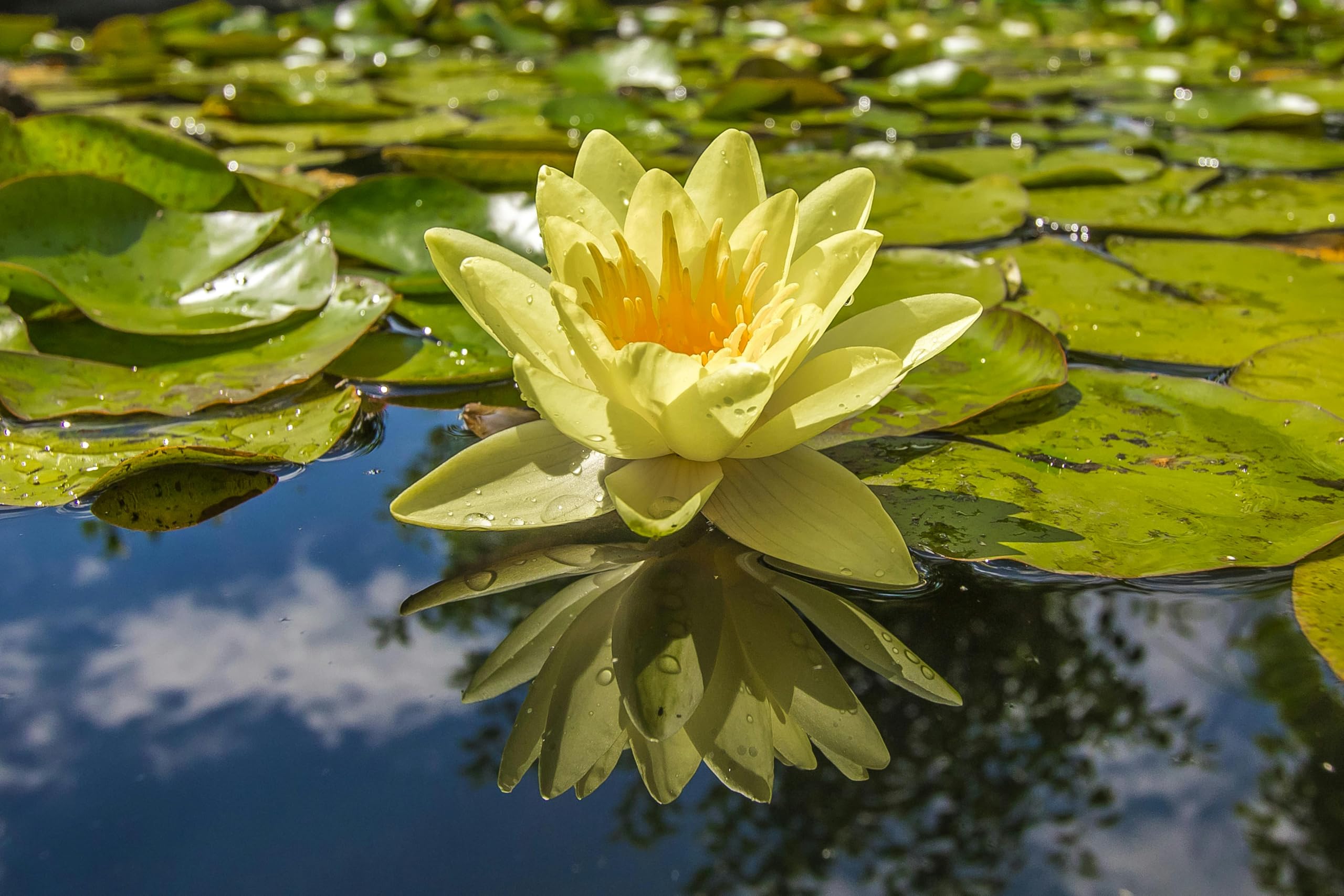 Loseedsoo indoor water garden lotus blooms for serene decor
