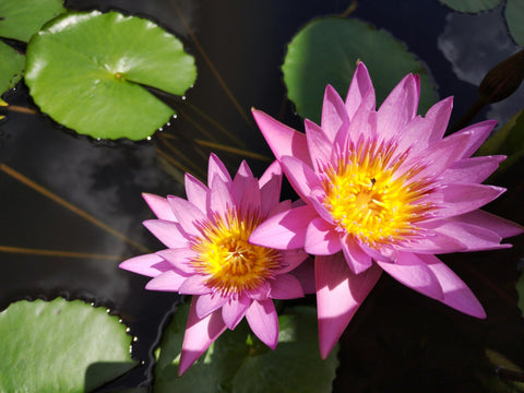 Loseedsoo lotus plants in pond illustrate compact growth for small spaces.