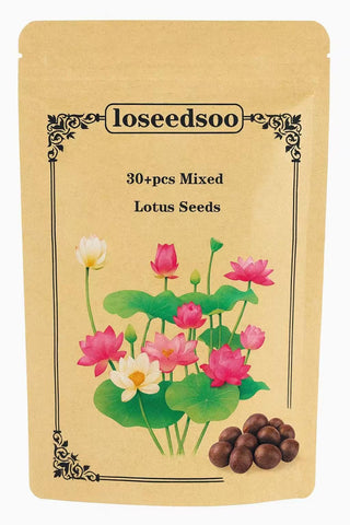 Loseedsoo lotus seeds 30 pcs ready for water planting in ponds and bowls.