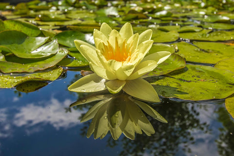 Loseedsoo gift-pack lotus seeds bring natural beauty to gardens