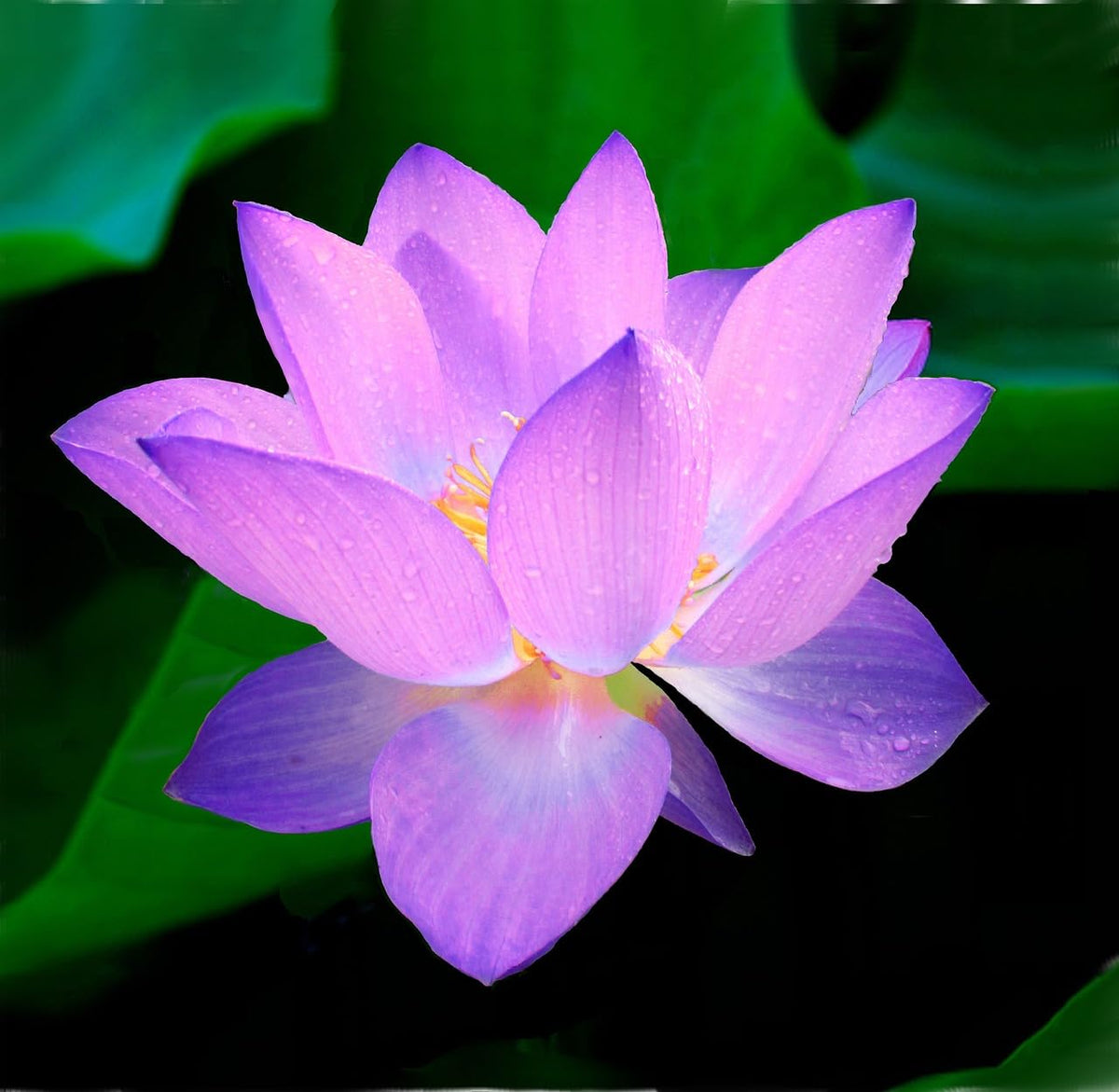 Loseedsoo lotus seeds mix in pink, red, and green for vibrant pond color