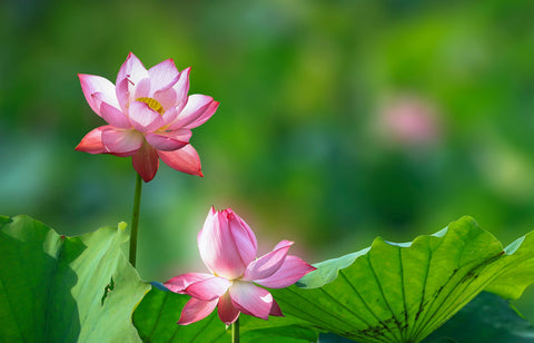 Loseedsoo lotus seeds enhance patio water features with multi-hued blooms