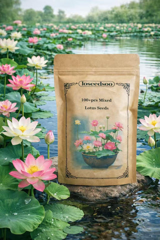 Loseedsoo lotus seeds soak process demonstrates simple germination for beginners.