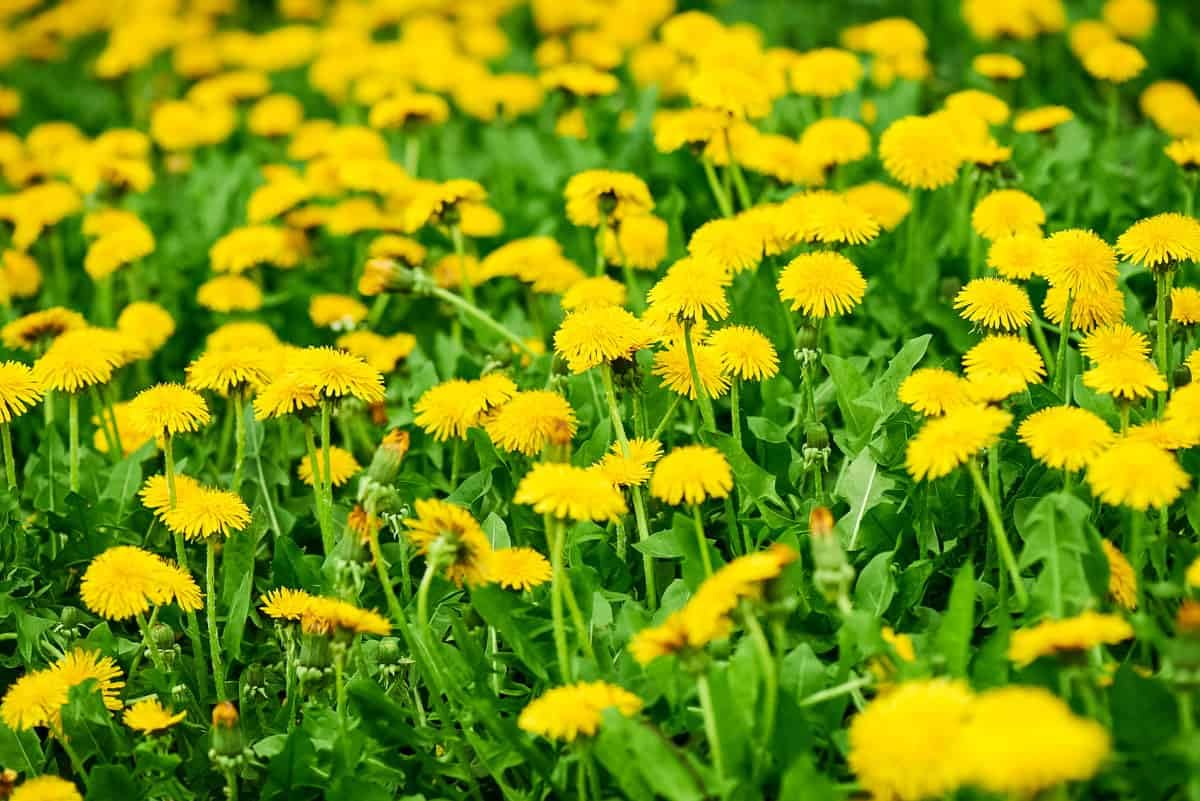 Loseedsoo pollinator-friendly yard with dandelion blooms to attract bees and butterflies.