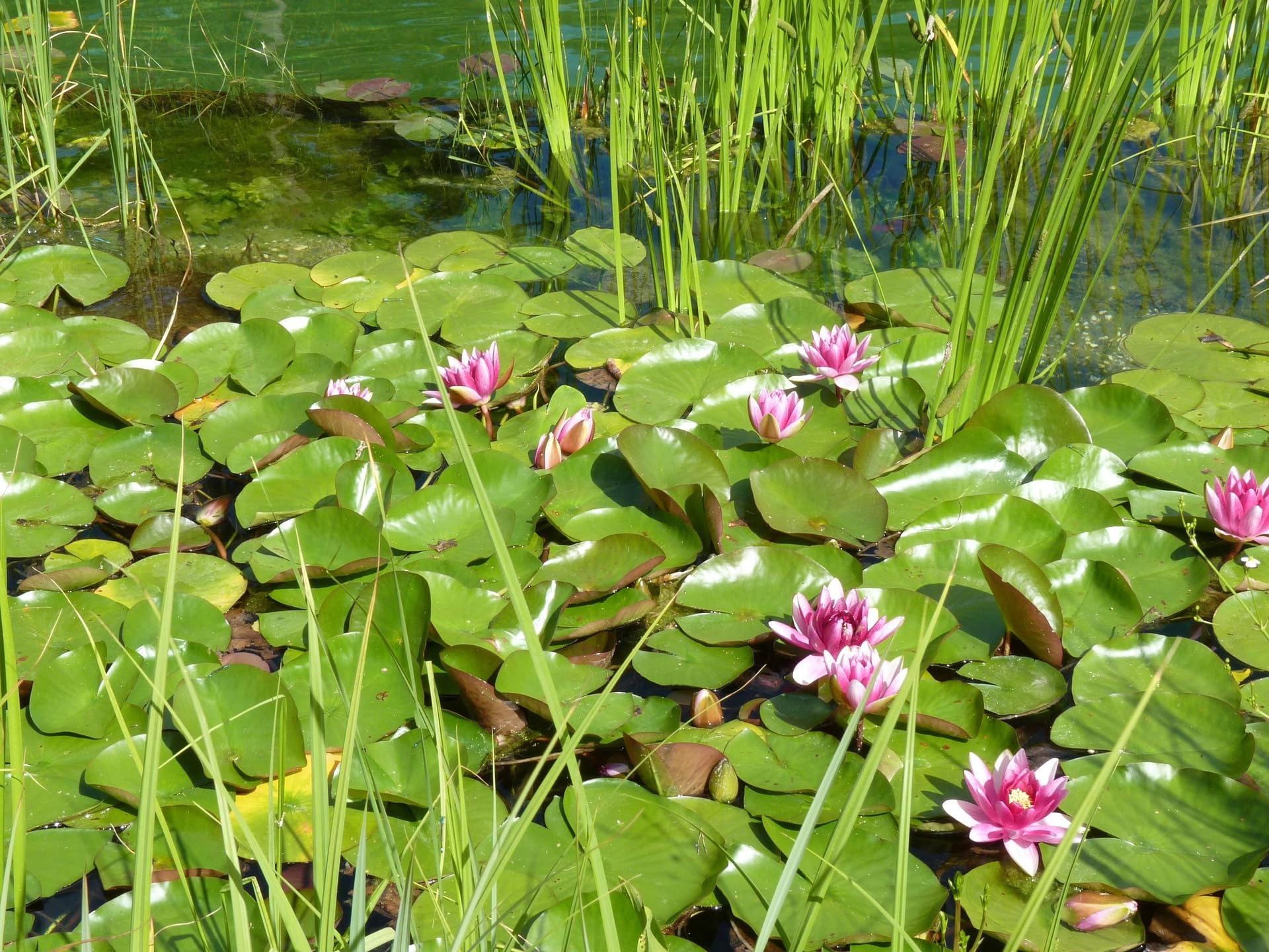 Loseedsoo pre-cut lotus seeds with fast germination guide