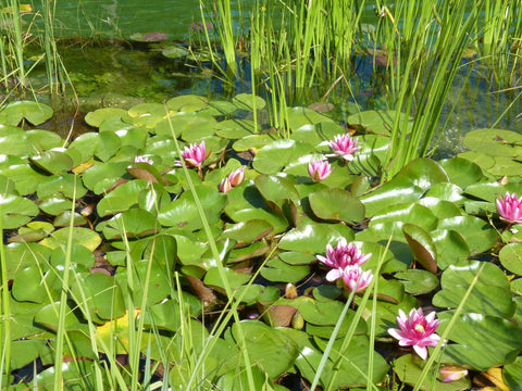 Loseedsoo pre-cut lotus seeds with fast germination guide