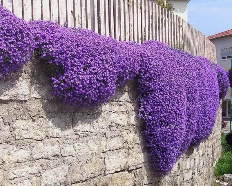 Loseedsoo Purple Creeping Thyme forming a lush ground cover carpet