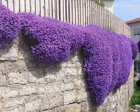 Loseedsoo Purple Creeping Thyme forming a lush ground cover carpet