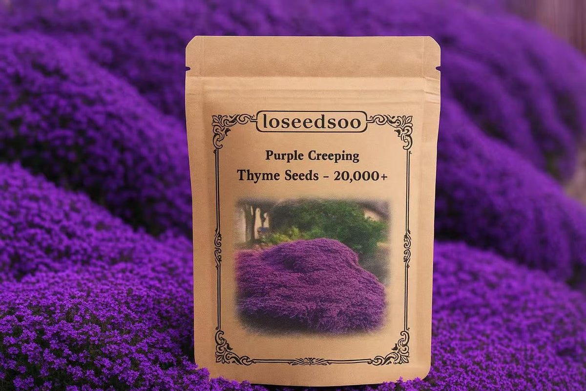 Loseedsoo Purple Creeping Thyme seeds pack for dense ground cover