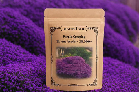 Loseedsoo Purple Creeping Thyme seeds pack for dense ground cover