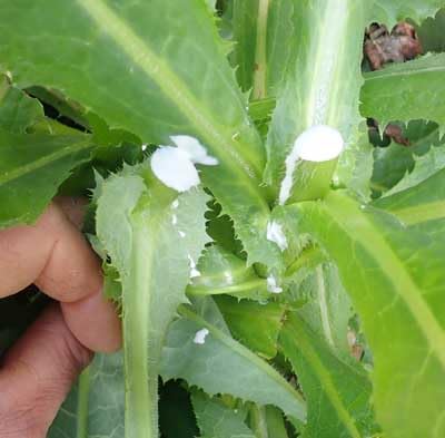 Loseedsoo sowing guide image for spring germination and healthy seedlings.