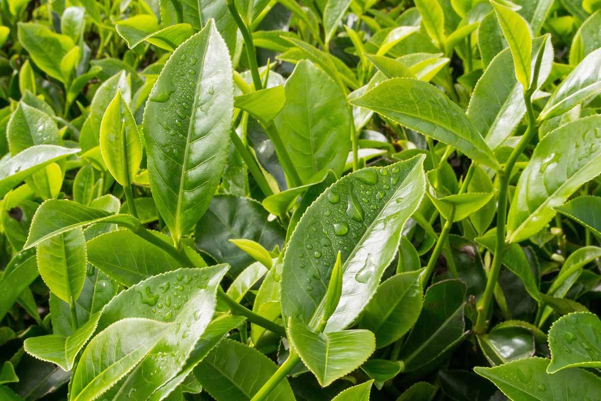 Loseedsoo tea plant seeds in outdoor garden for fresh tea leaves