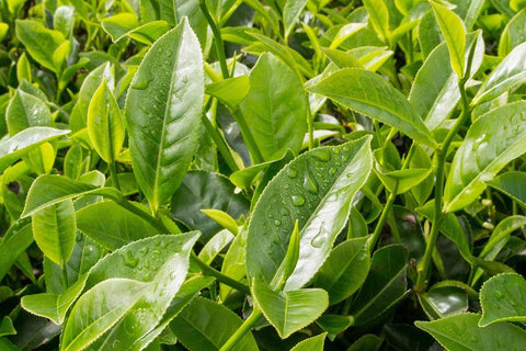 Loseedsoo tea plant seeds in outdoor garden for fresh tea leaves