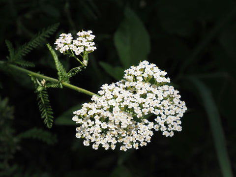 Loseedsoo White Yarrow blooms forming delicate white clusters in sun.