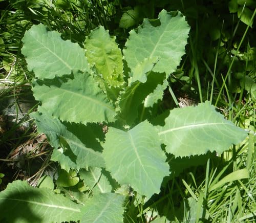 Loseedsoo wild lettuce seeds pack for easy gardening and gifting.