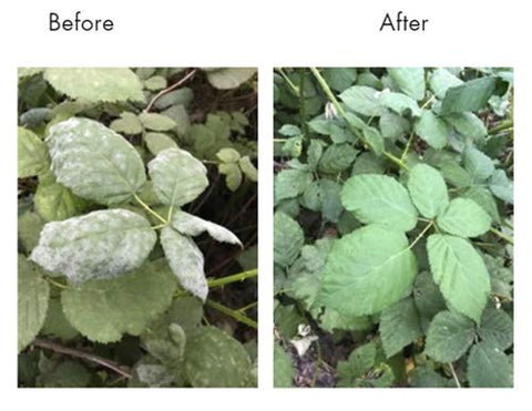Lost Coast Plant Therapy organic concentrate safe for bees and beneficial insects when used as directed.