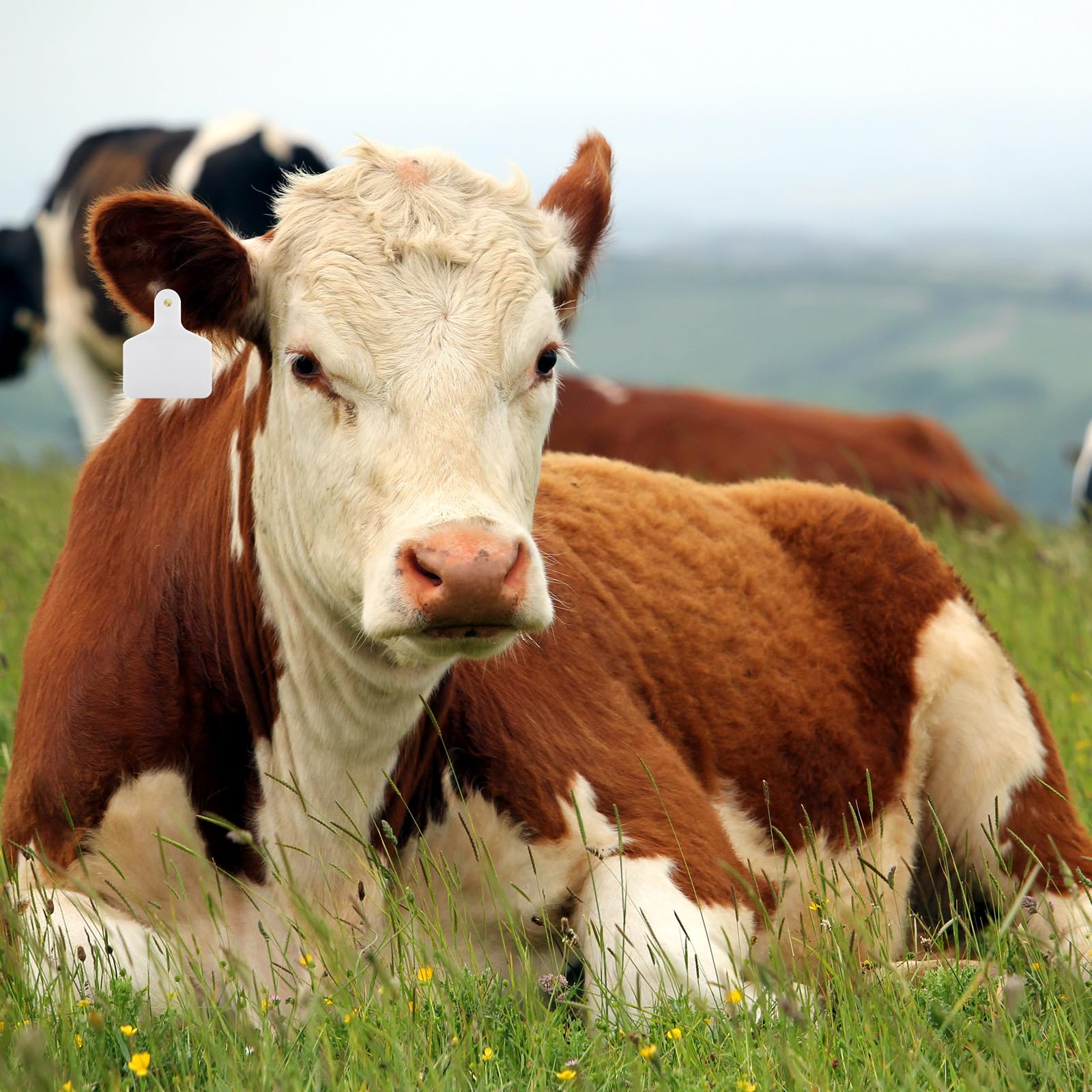 Lothee blank livestock ear tags arrive in a practical 100-count pack.