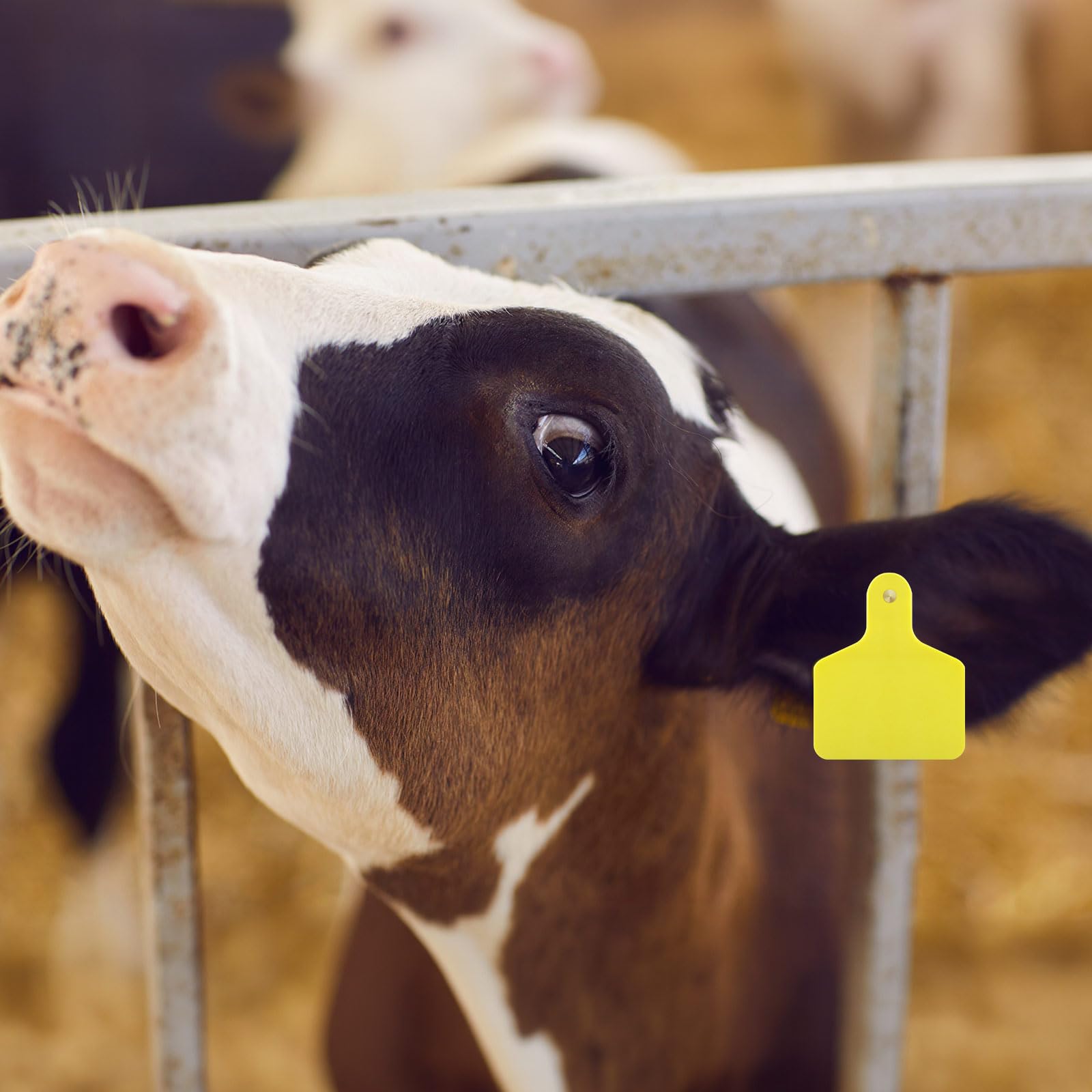 Lothee bright yellow ear tags highly visible in pasture and pens.