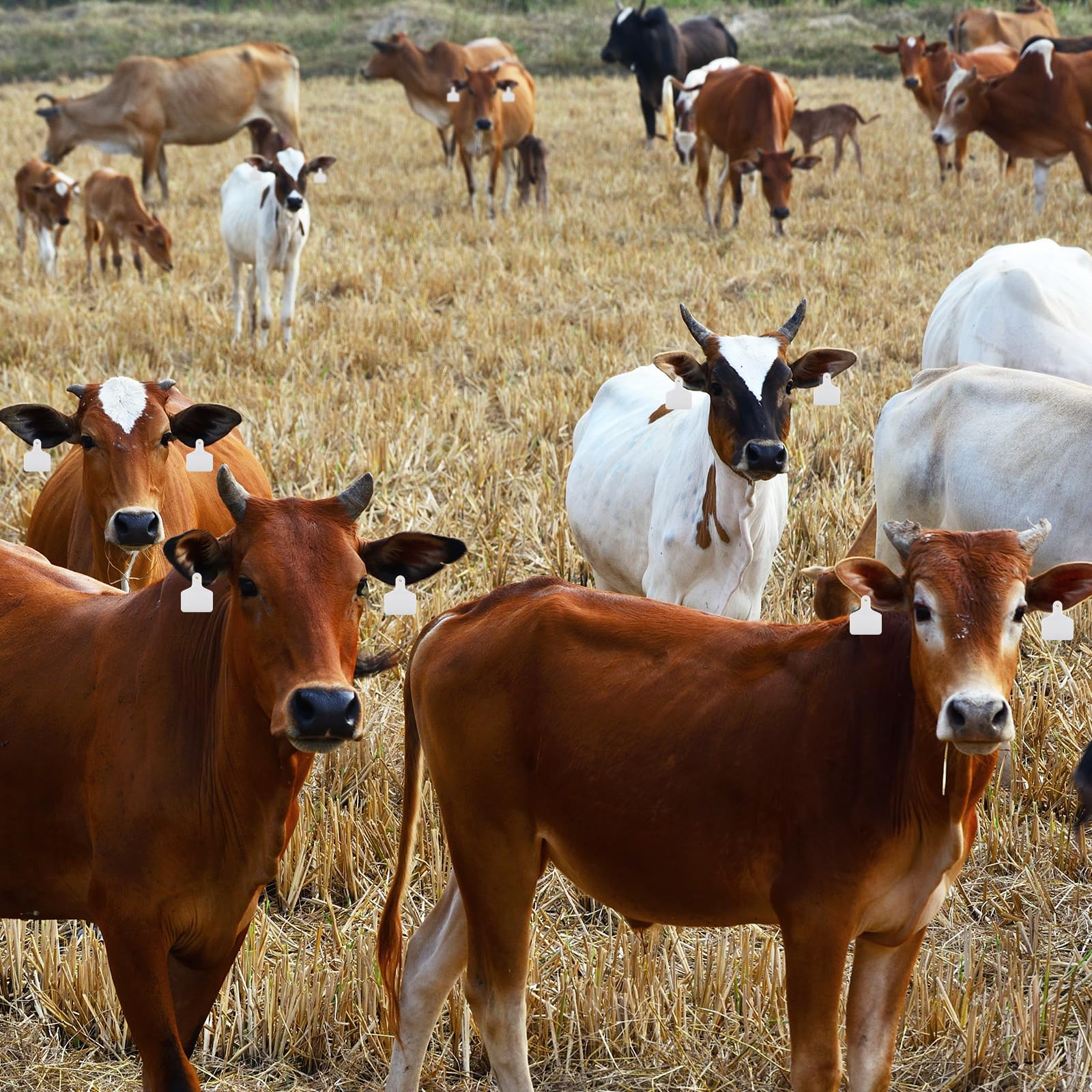 Lothee durable weather-resistant ear tags stay legible in harsh conditions.