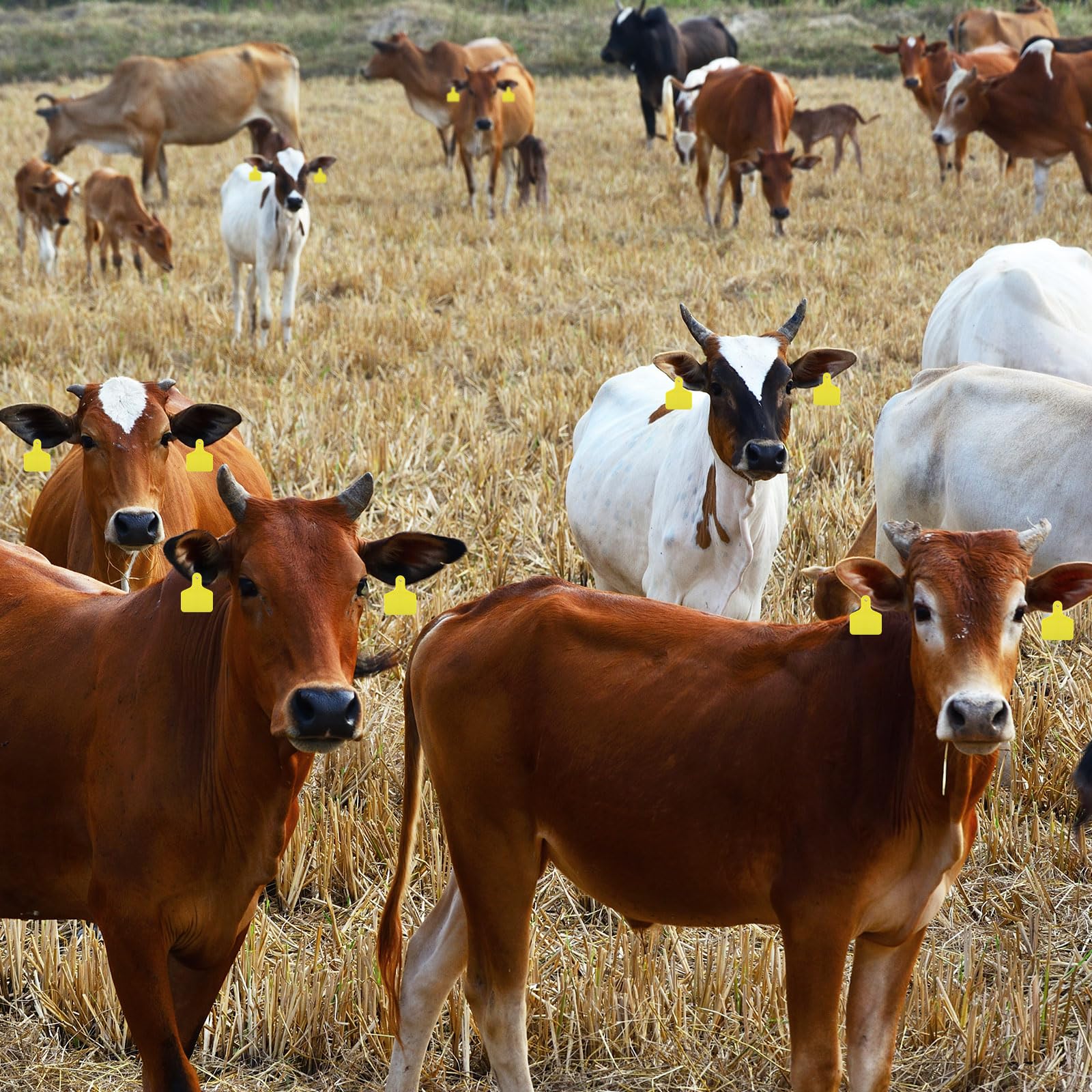 Lothee durable weather-resistant ear tags designed for outdoor use.
