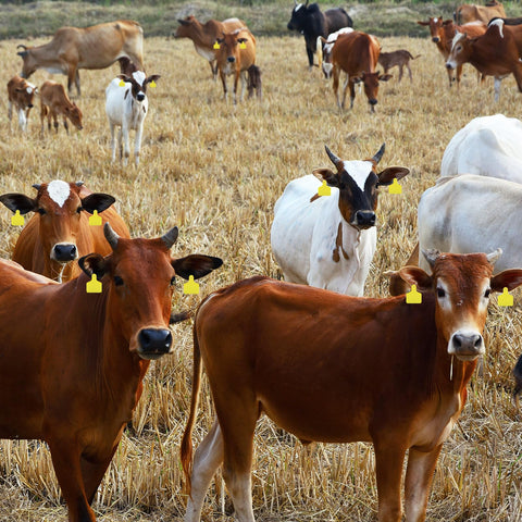 Lothee durable weather-resistant ear tags designed for outdoor use.