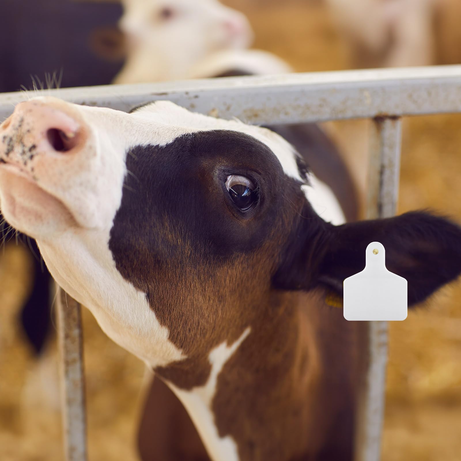 Lothee ear tags feature large surface for clear labeling.
