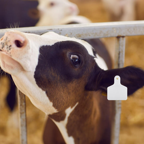 Lothee ear tags feature large surface for clear labeling.