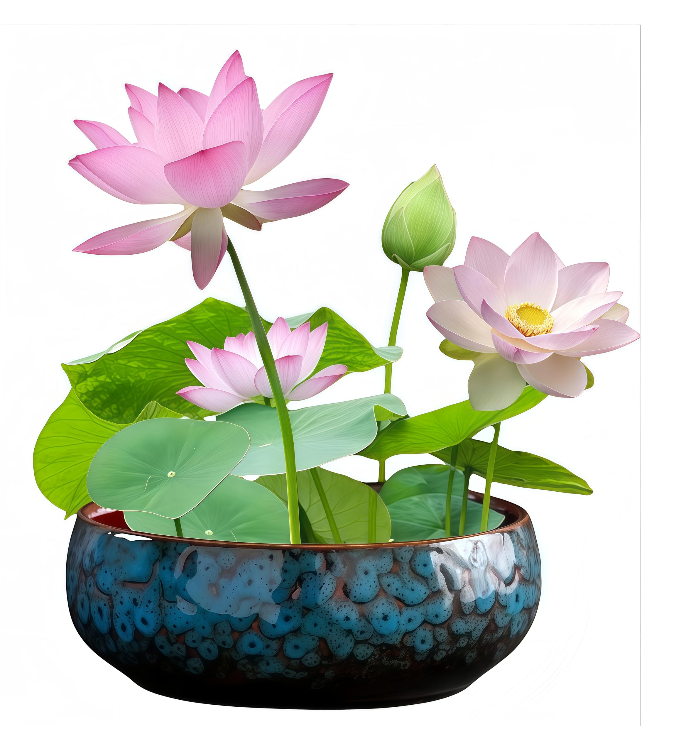 Lotus Bowl Planter ceramic with blue glaze for elegant indoor plant display.