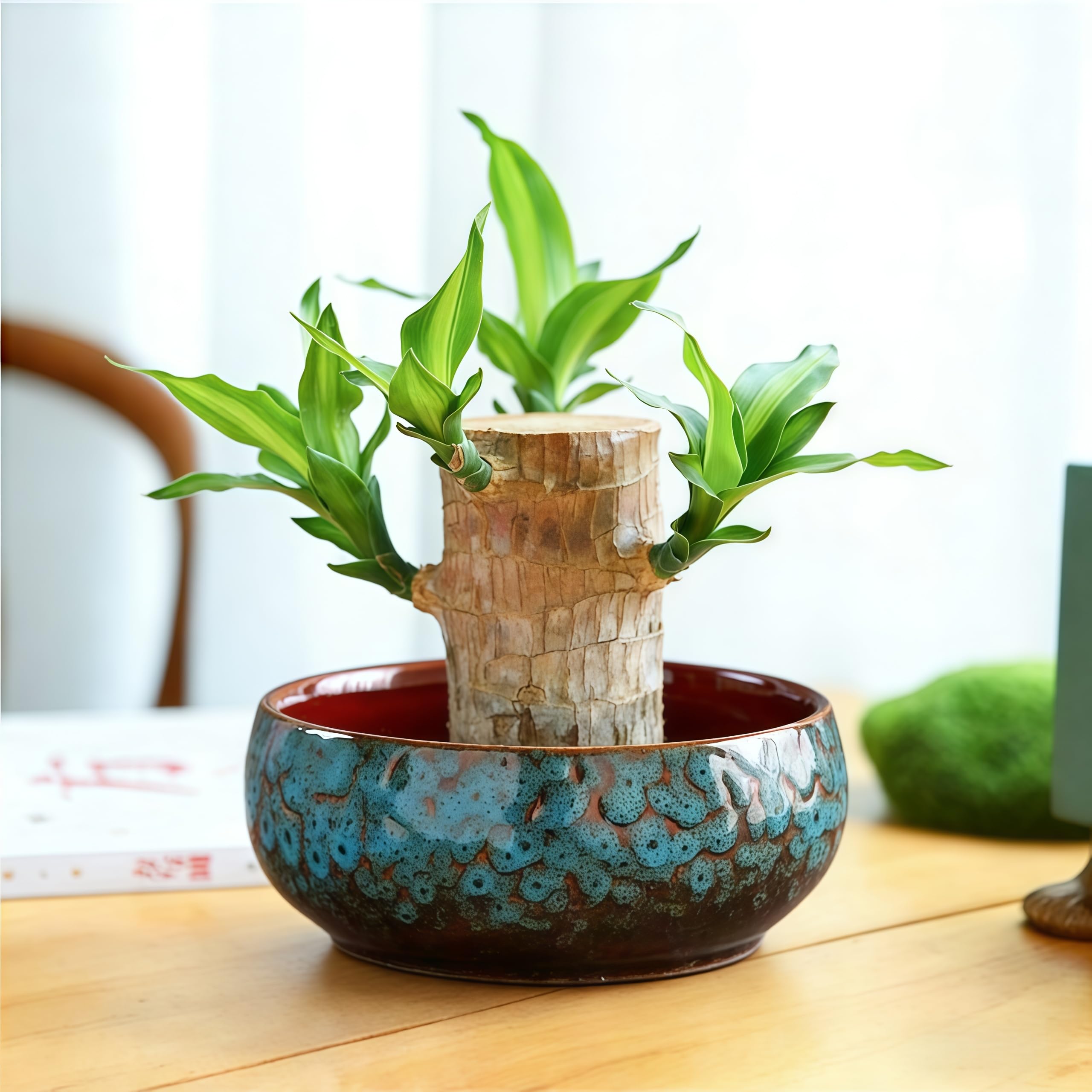 Lotus Bowl Planter glazed ceramic adds natural artful drama to any room.