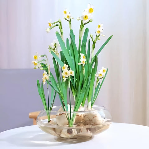 Lotus Bowl Planter with moss and shells for eco-friendly decor