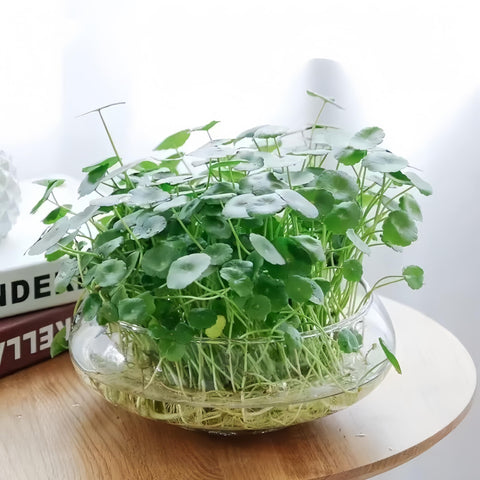 Lotus Bowl Planter transparent glass wall highlighting display
