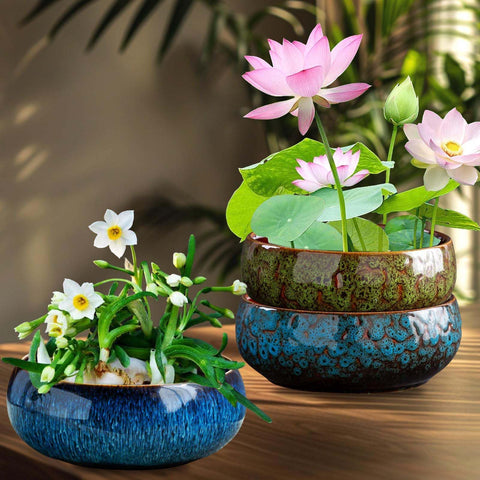 Lotus Bowl Planter compact and versatile for desks, shelves, and windowsills.