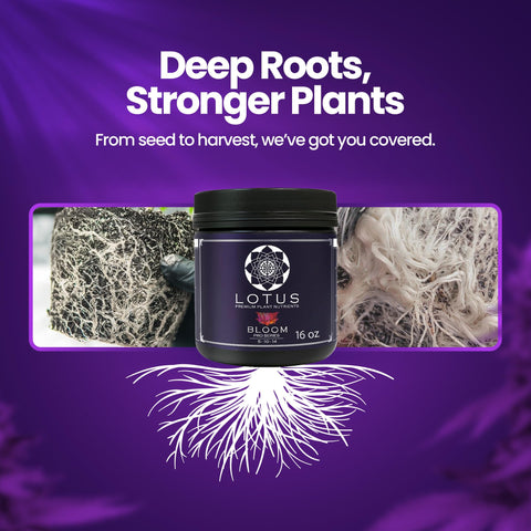 Lotus Nutrients Bloom Pro Series works across media providing versatile compatibility.